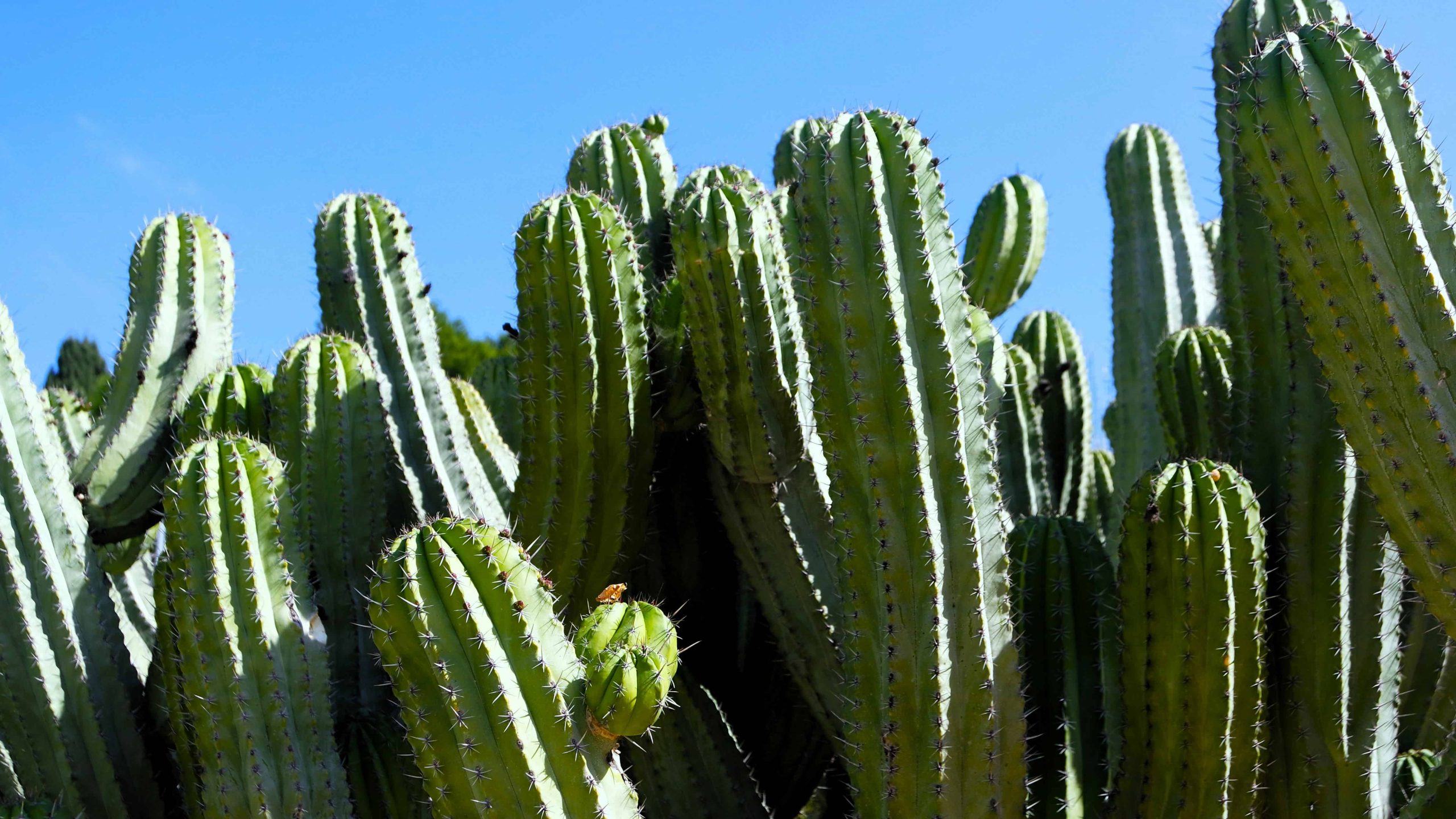 BENALMÁDENA BUENOS AIRES LIVING CACTUS